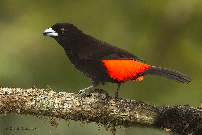 Scarlet-rumped Tanager...