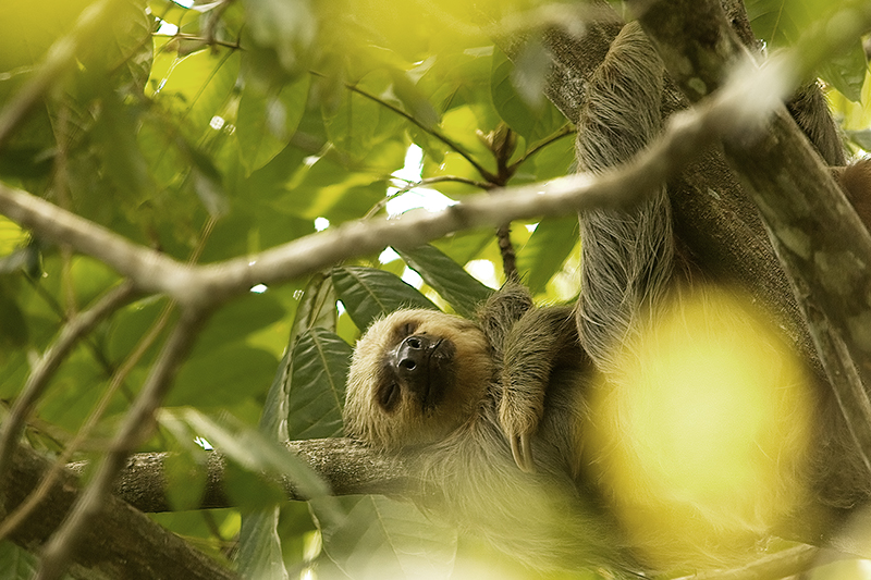 Two-toed Sloth...