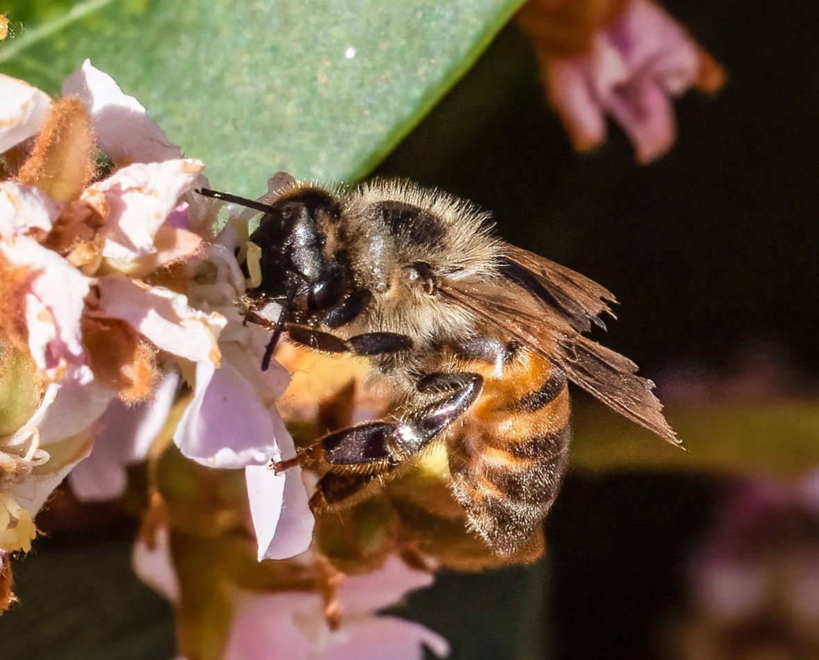 not-much-time-left-she-has-almost-worked-herself-to-death-for-the-hive