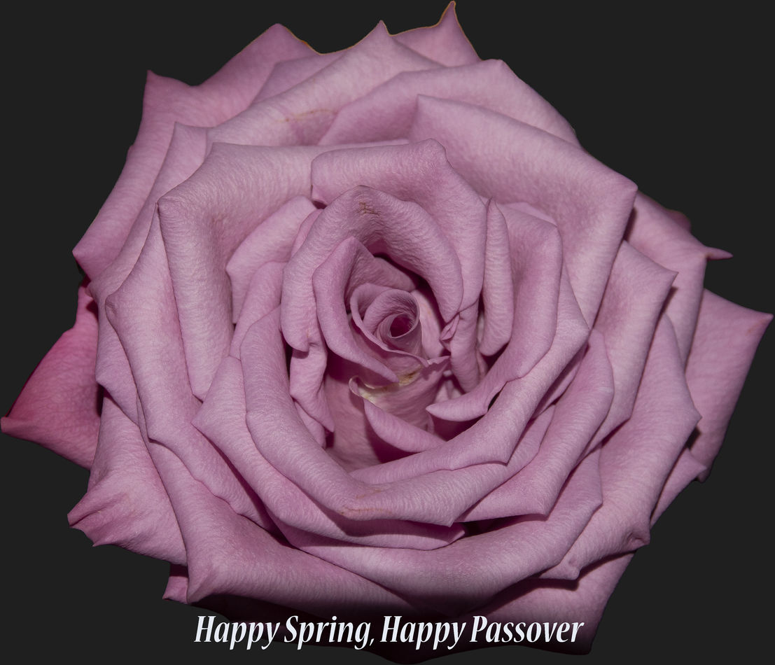 Happy: Bought a dozen roses for my wife to celebrate spring and ...