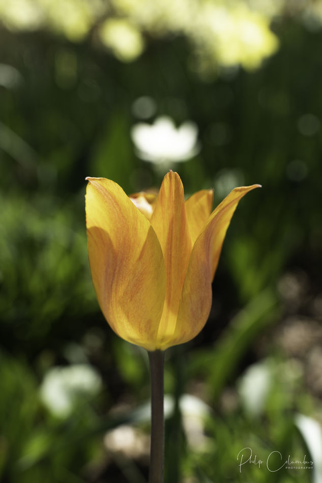 a daffodil...