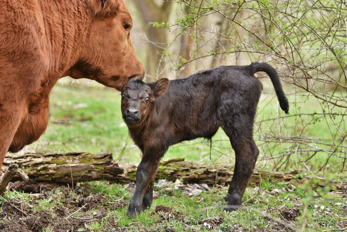 3 Days old, her first calf...