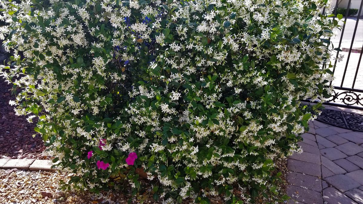 Confederate Jasmine In full bloom, and the scent is heavenly!
