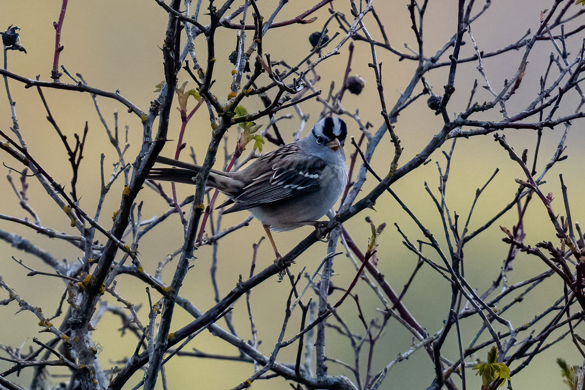 White-crowned Sparrow Watching Me...
