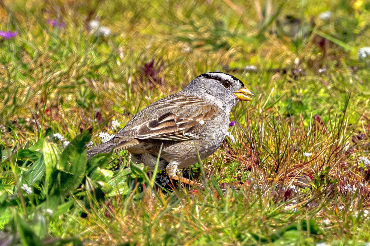 White-crowned Sparrow Munching...