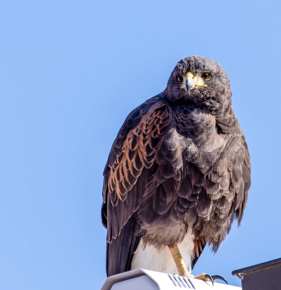 Harris Hawk...