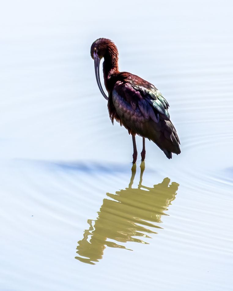 White-faced Ibis...