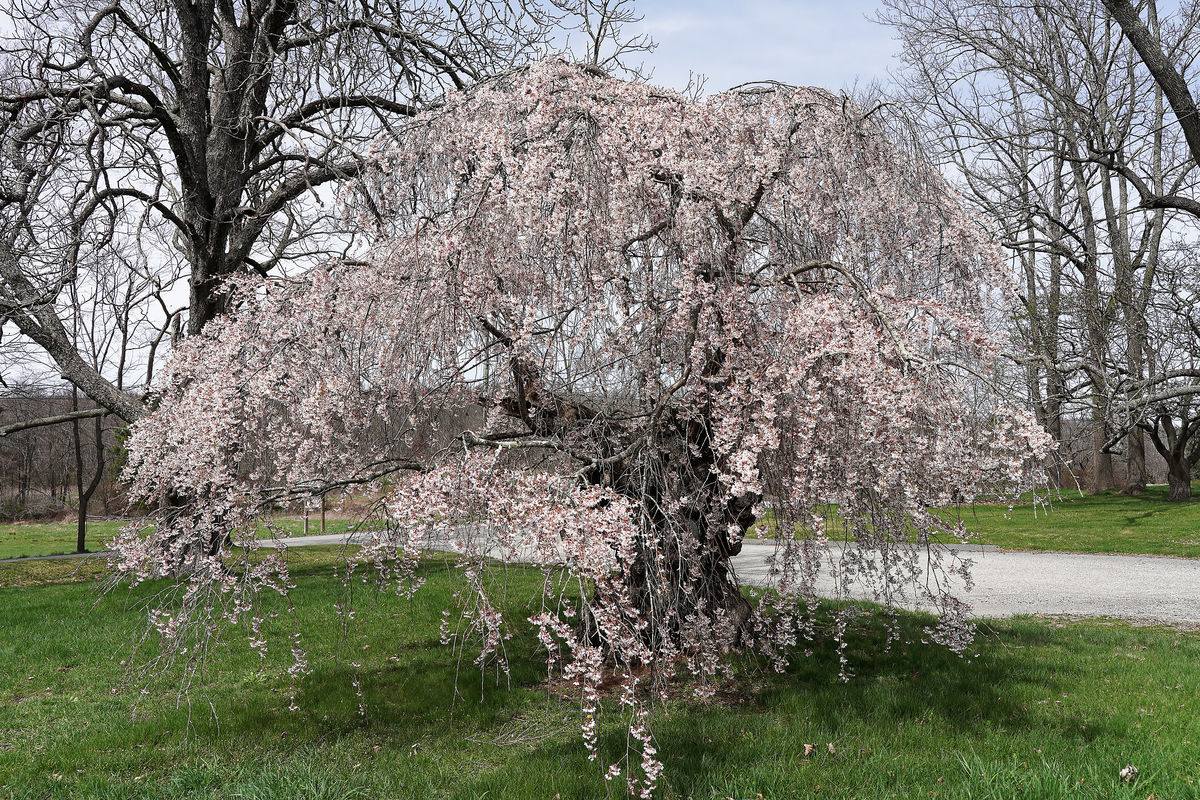 Weeping Higan Cherry tree in bloom...