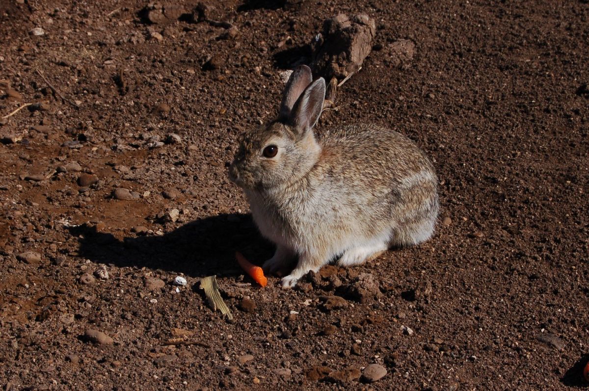 Furry Friend: This wild rabbit has made his home underneath a pumping ...
