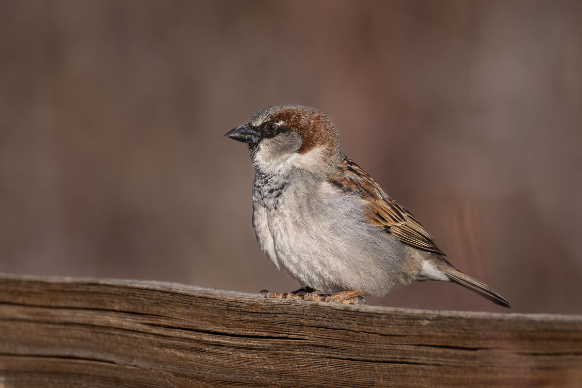 True Sparrow...