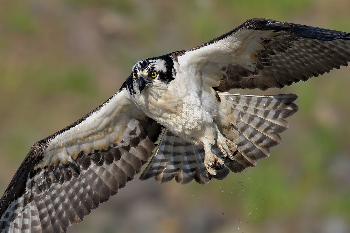 Wet osprey, dry osprey: When an osprey dives into the water to catch ...