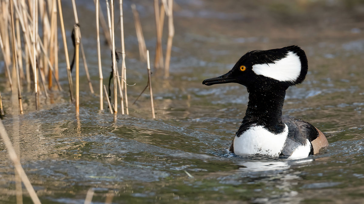 Hooded Merganser...