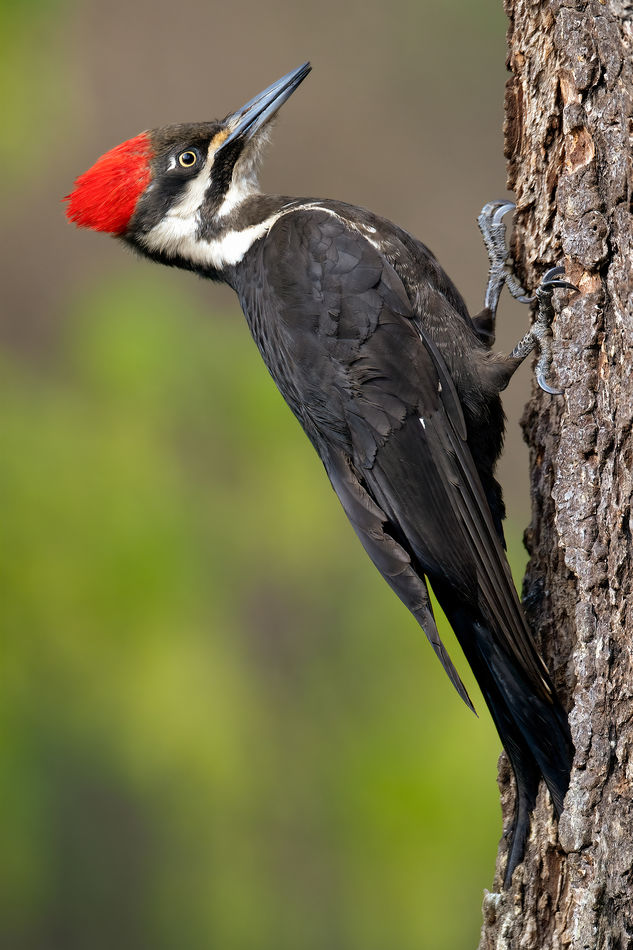 Female Pileated woodpecker...