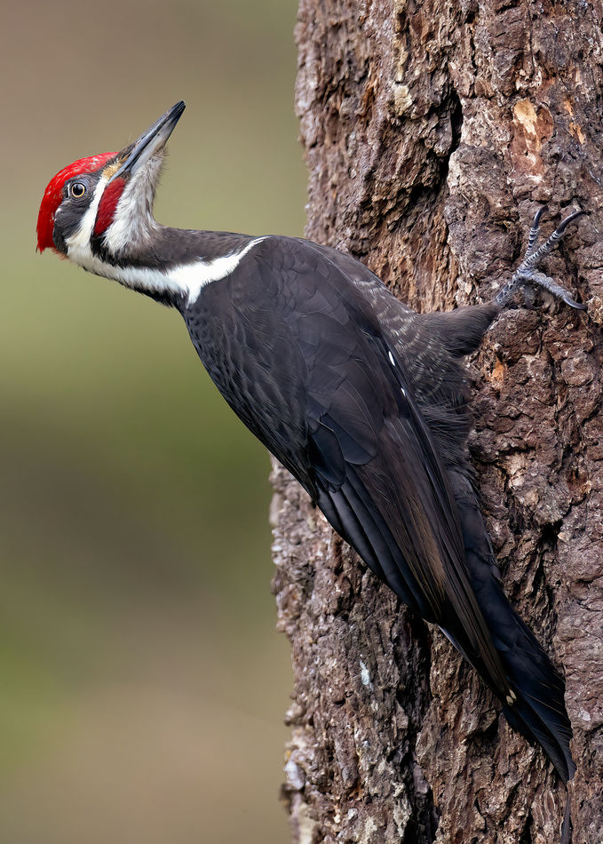 Male Pileated Woodpecker...