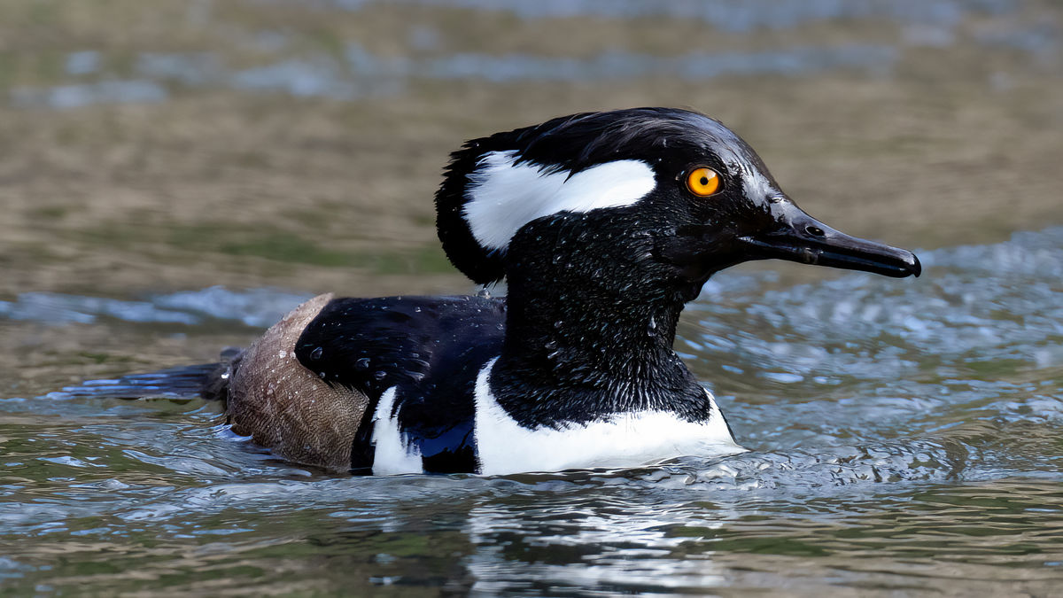 Hooded Merganser...