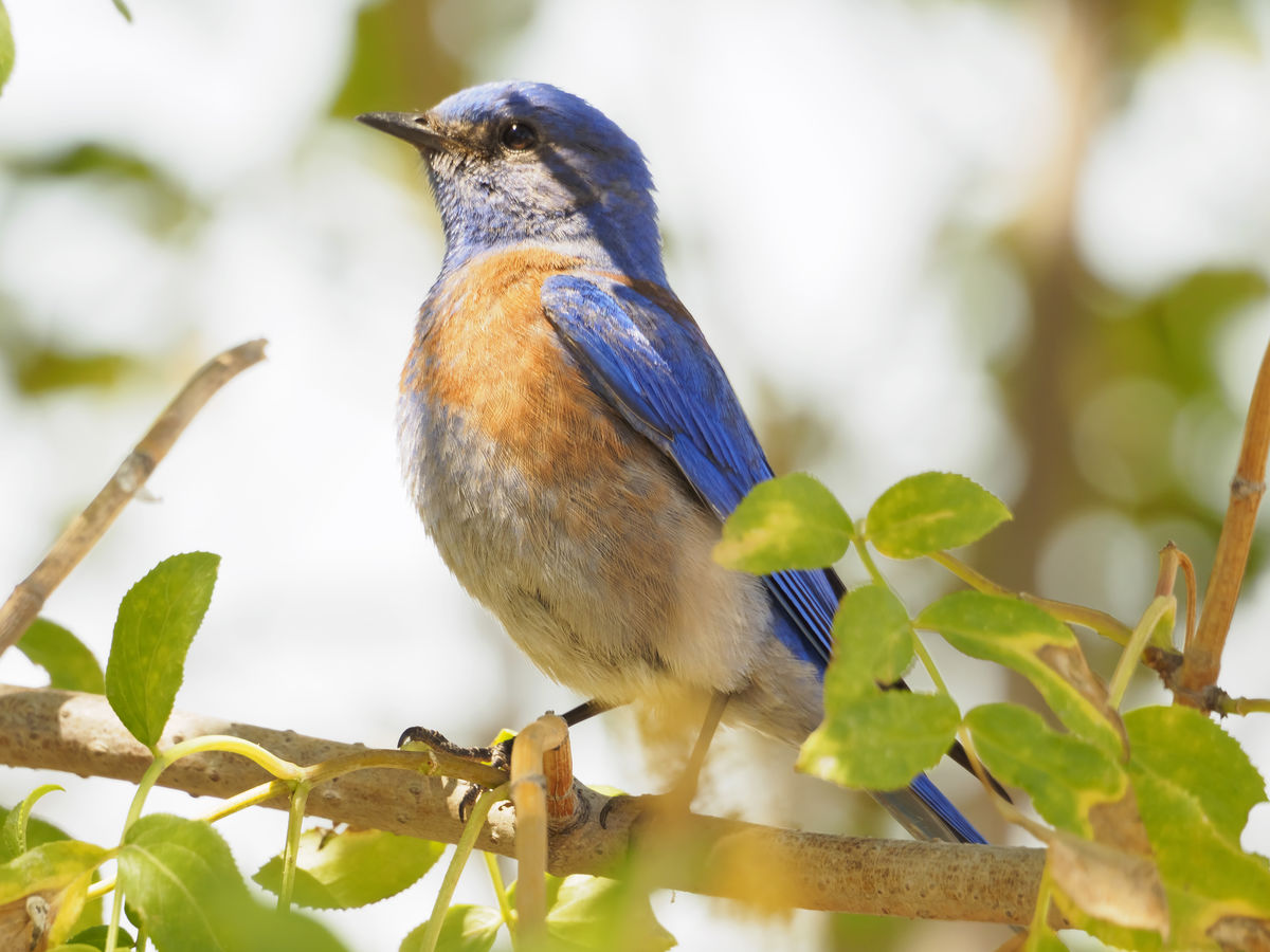 Western Bluebird...