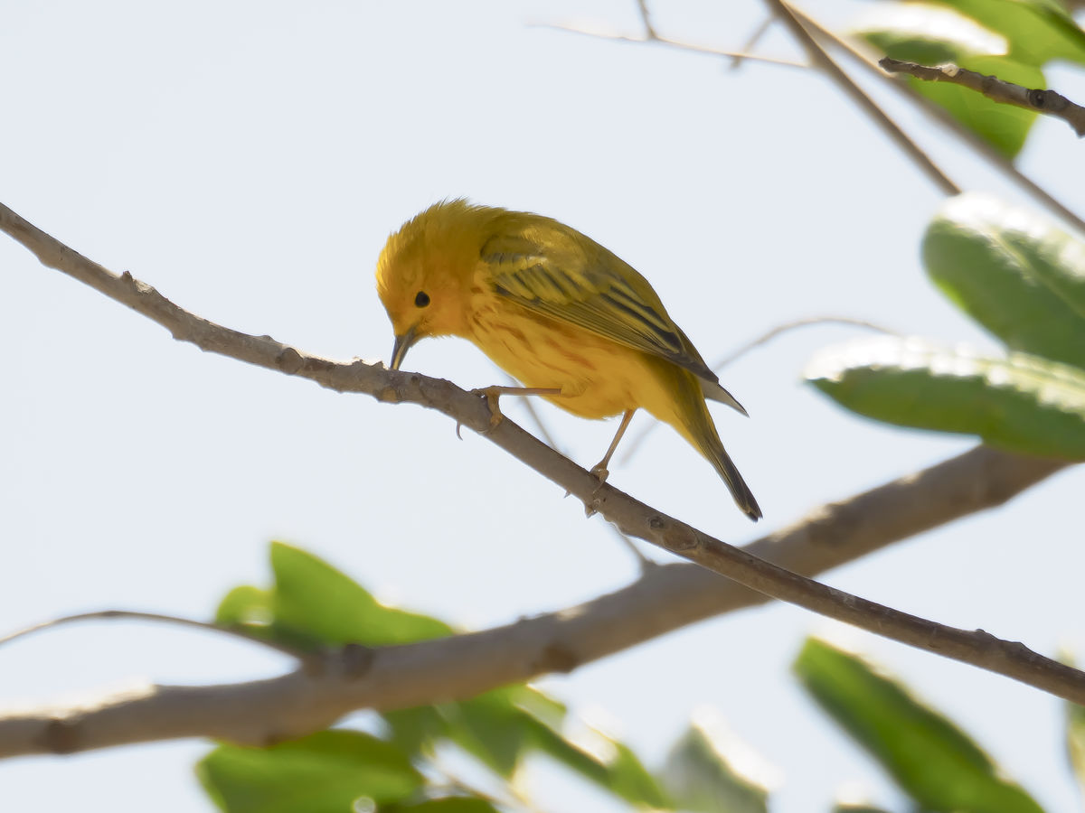 Yellow Warbler...