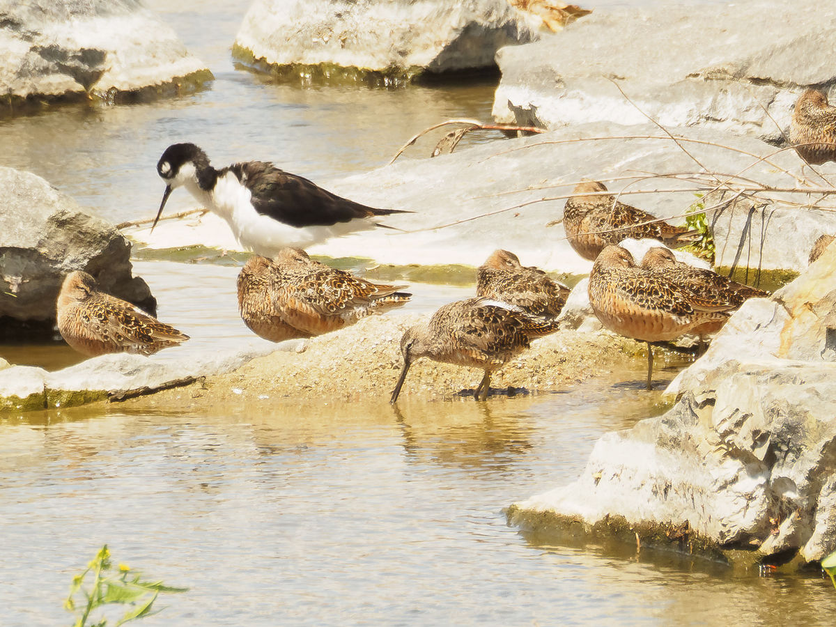 Long-Billed Dowitchers + Black-Necked Stilt...