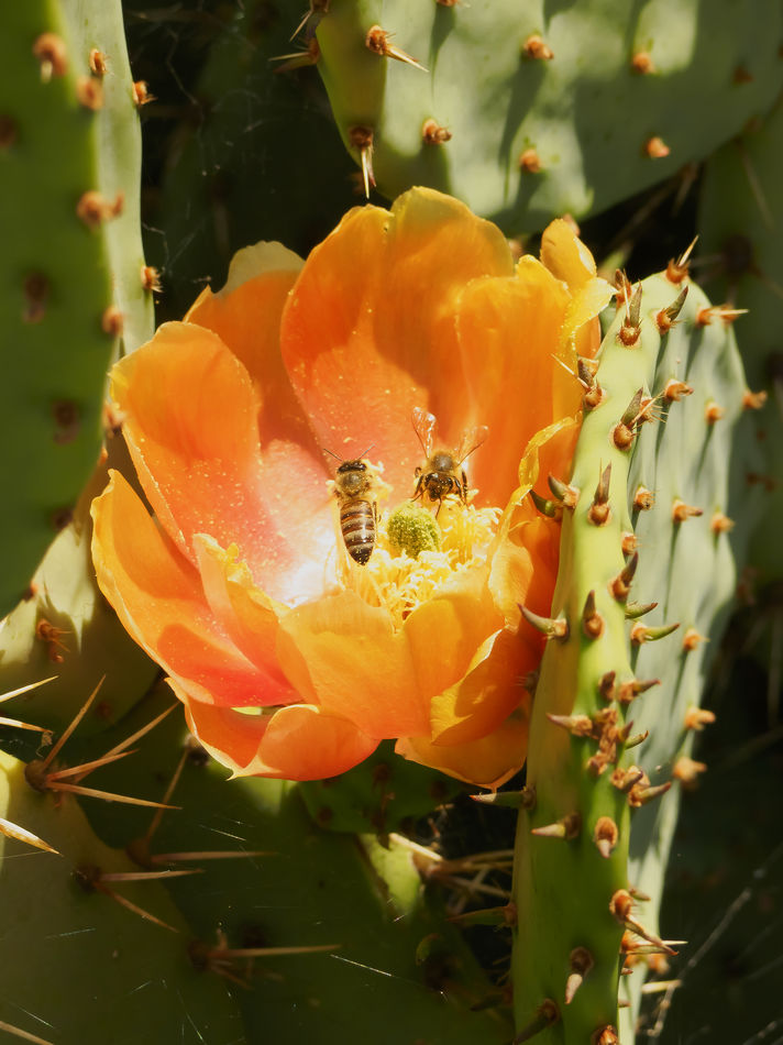Honeybees in Prickly Pear blossom...