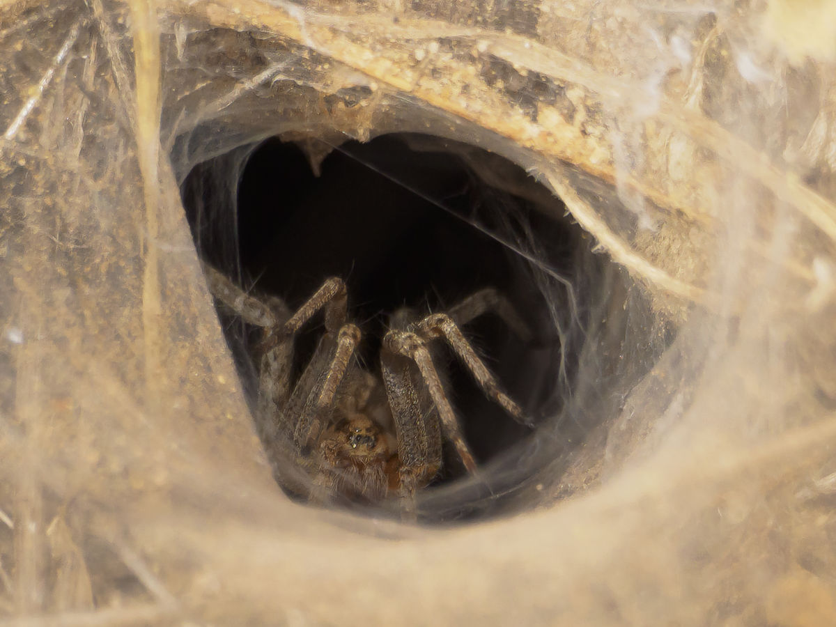Funnel Weaver spider...