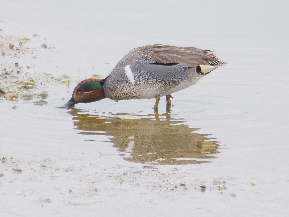 Green-Winged Teal (male) (a first for me)...