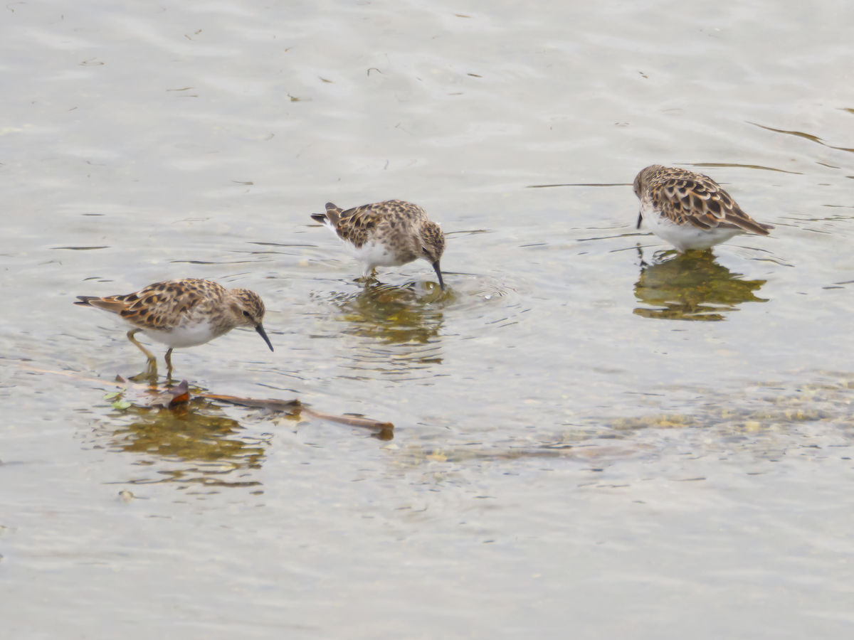 Least Sandpipers (I think)...