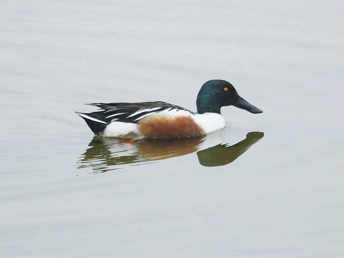 Northern Shoveler (male) (a first for me)...