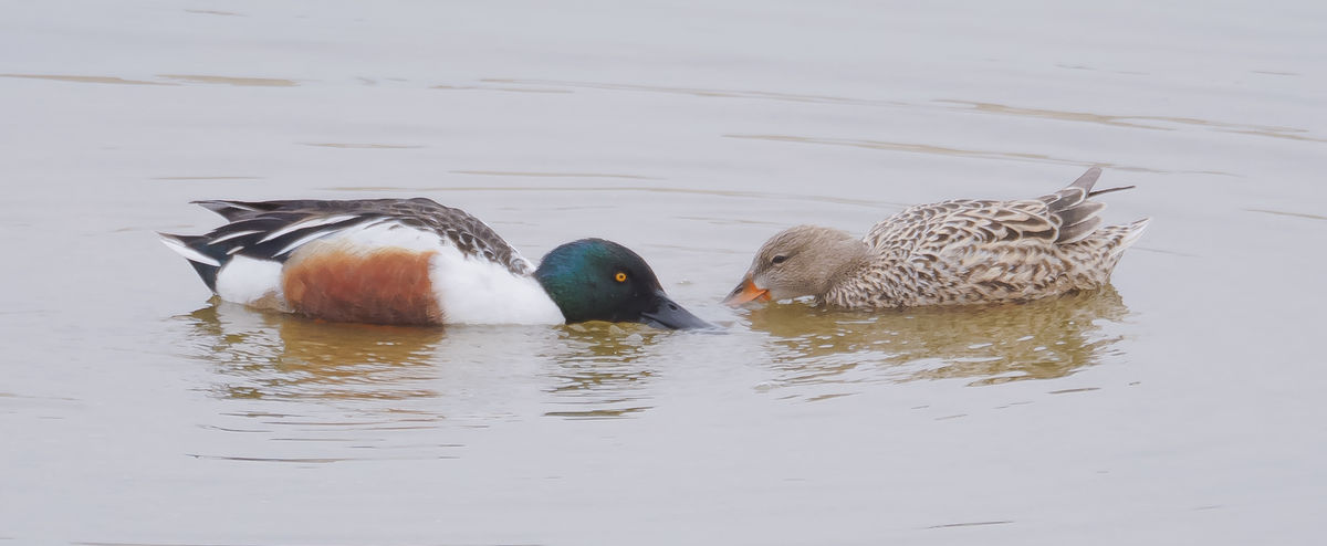 Pair of Northern Shovelers. They went around in a ...