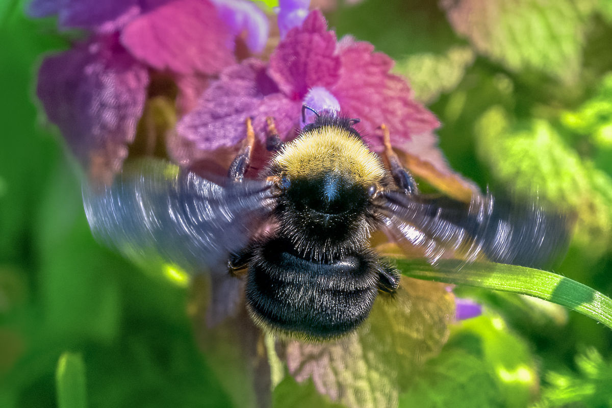 Bumblebee on Purple Dead Nettle...