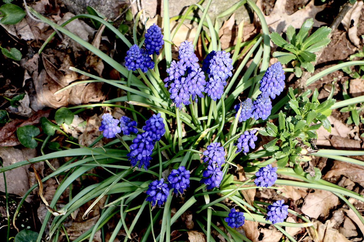 Grape hyacinth mid April...