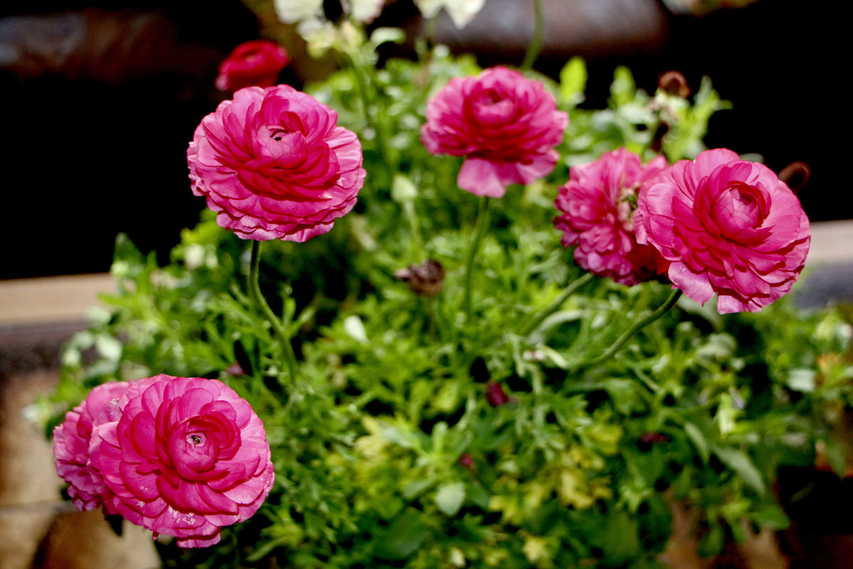 A nursery combo on front steps...Ranunculus ....