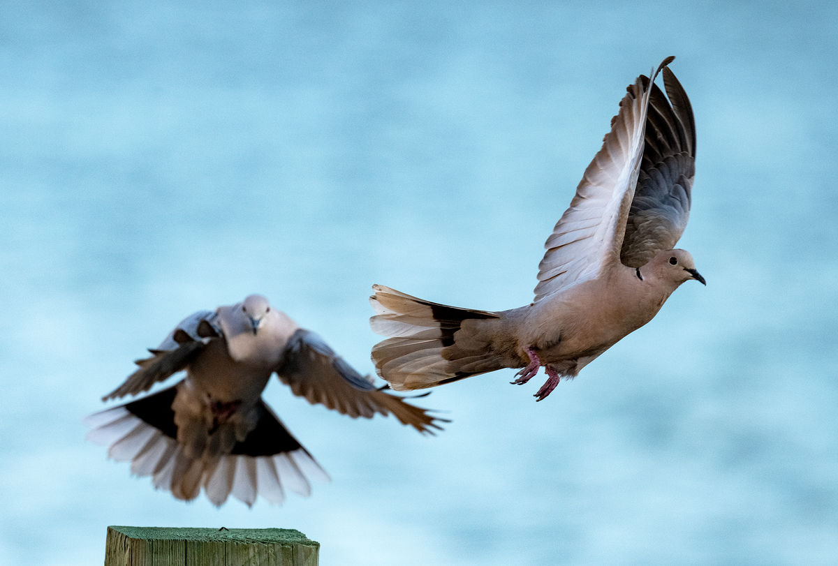 The Chase This female Eurasian Collared Dove takes flight from her