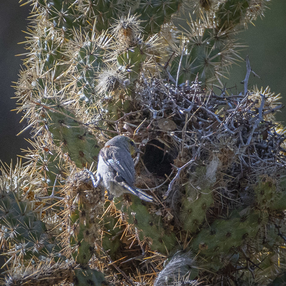 Verdin preparing its nest in a cholla cactus....