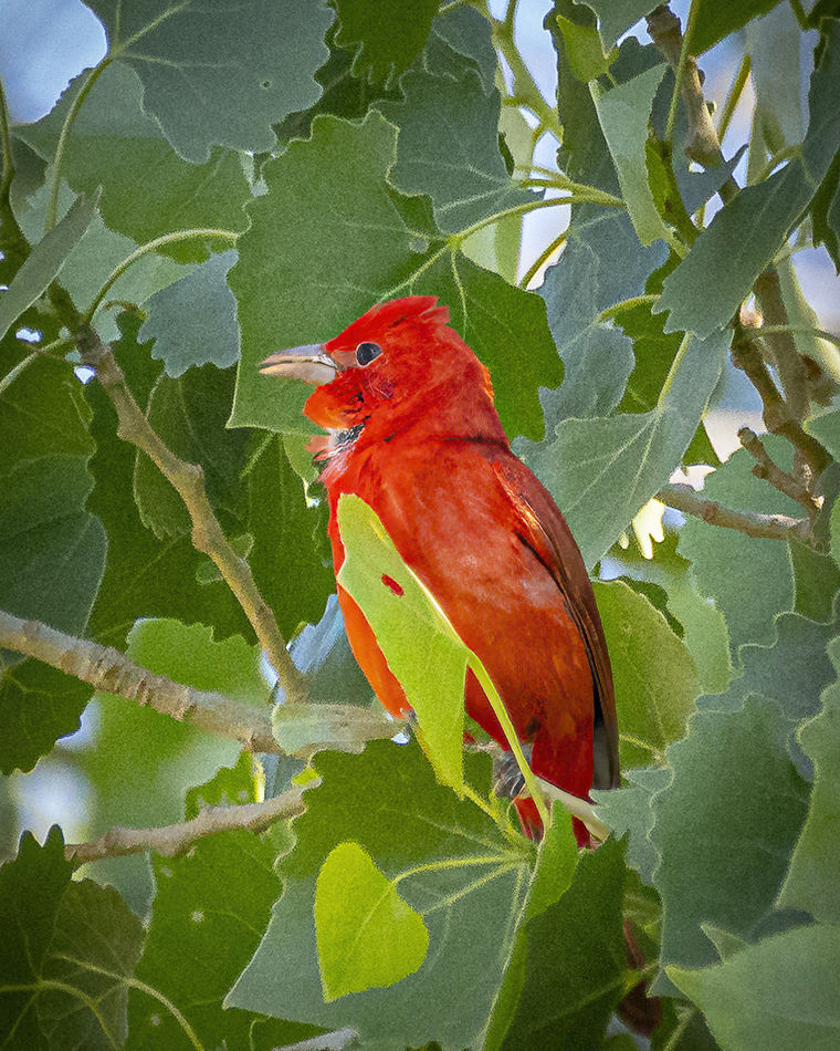Summer Tanager serenading us on a sunny day....