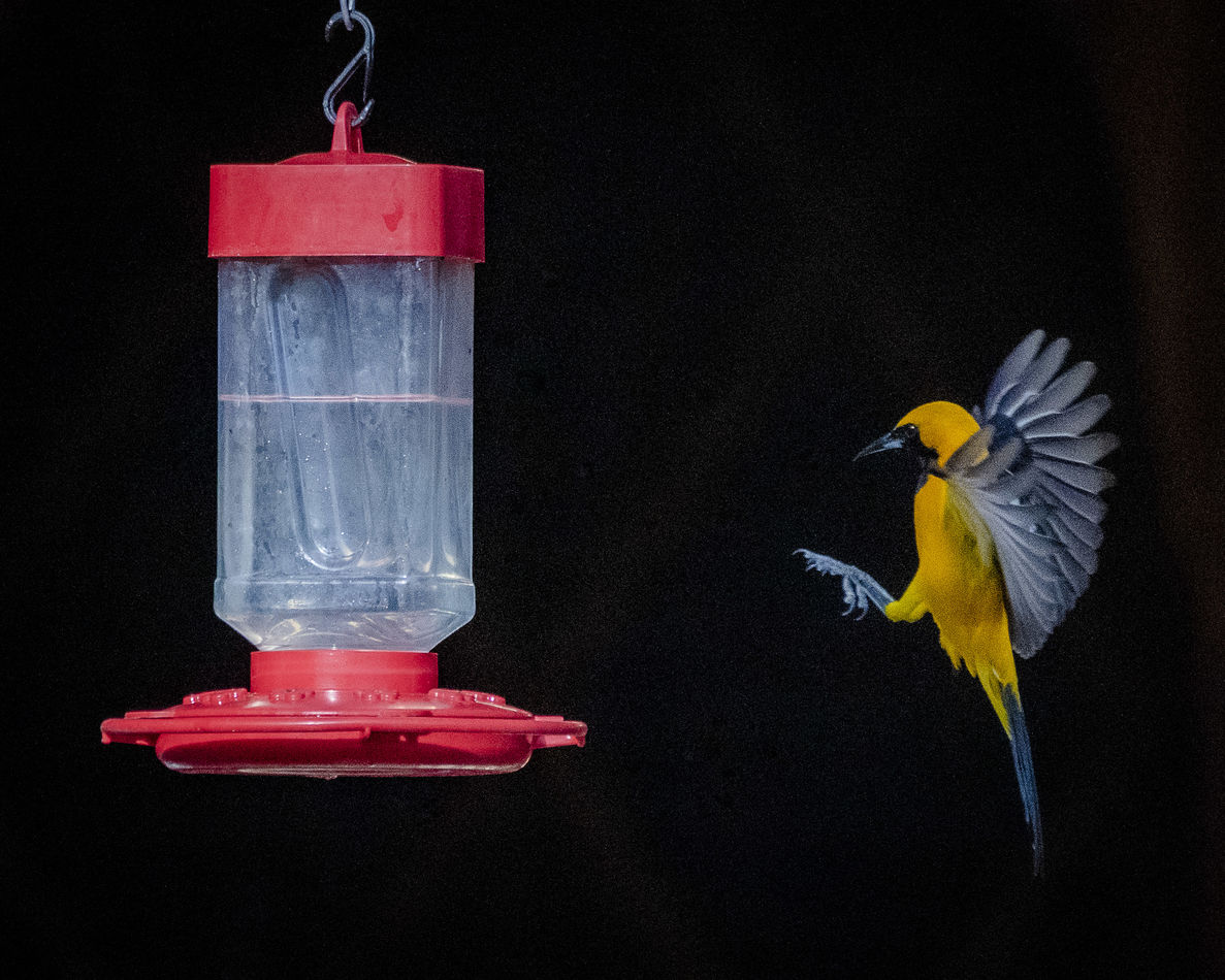 Hooded Oriole arriving at a hummingbird feeder....