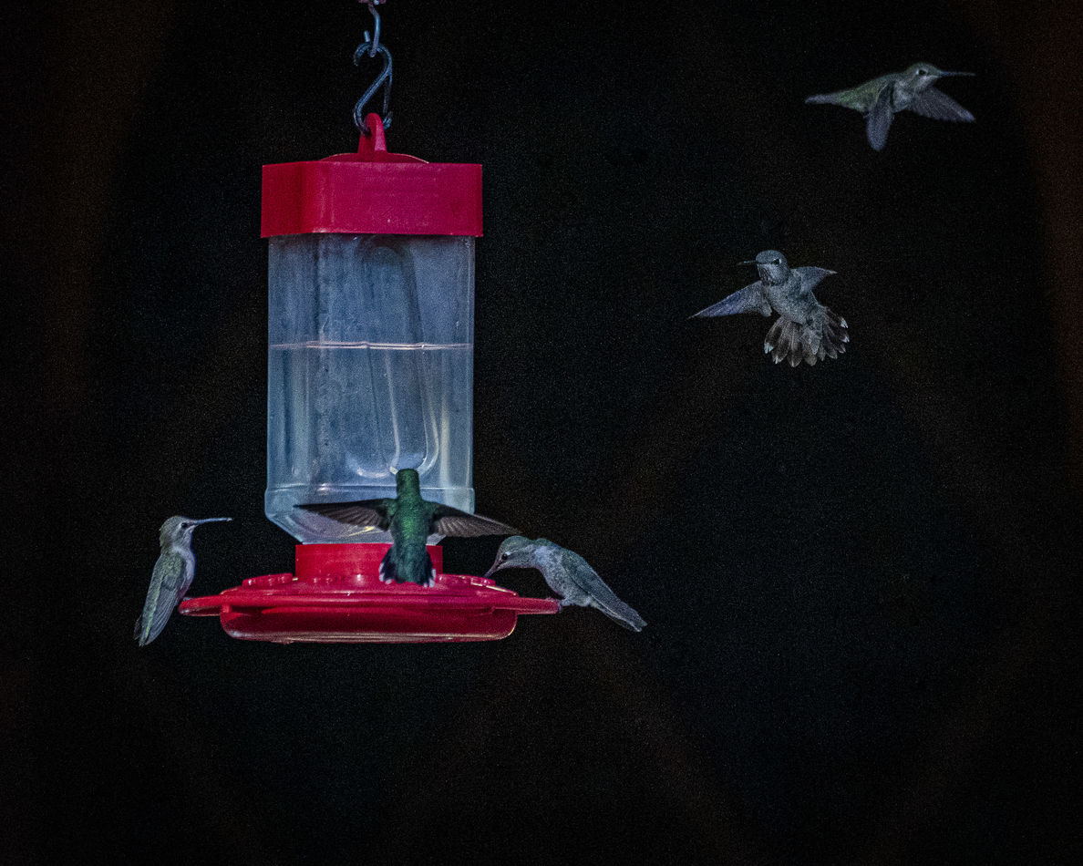 Anna’s Hummingbird—feels like a multiple exposure,...