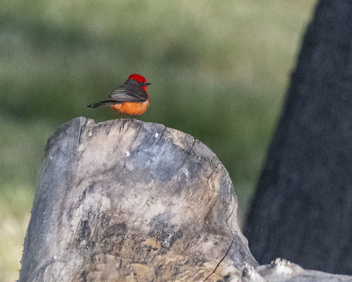 Vermilion Flycatcher…one of several seen this day...