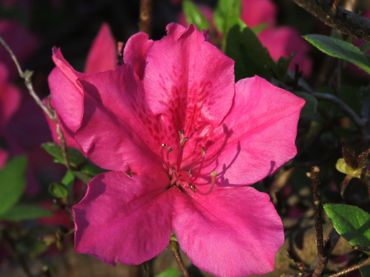 azaleas are the queen of spring...