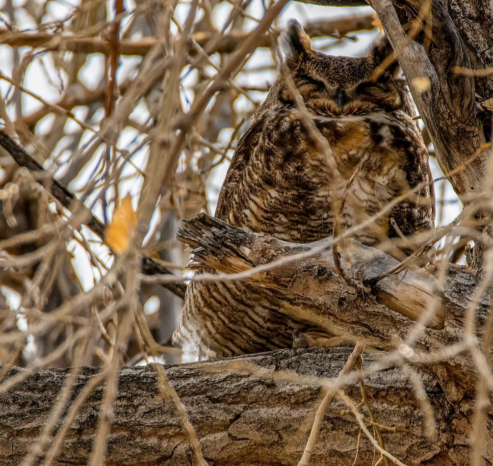 Male owl, almost invisible to naked eye, pic brigh...