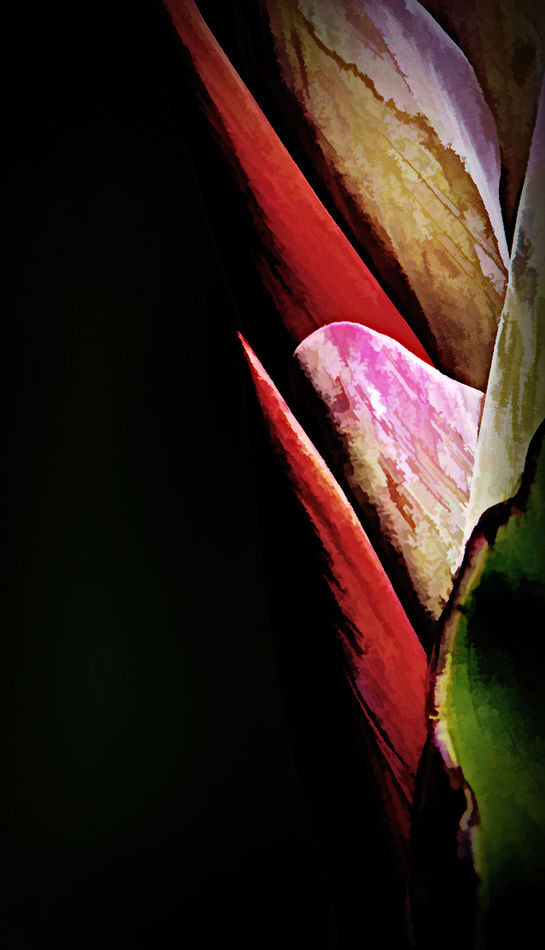 Outer petals of a canna lily...