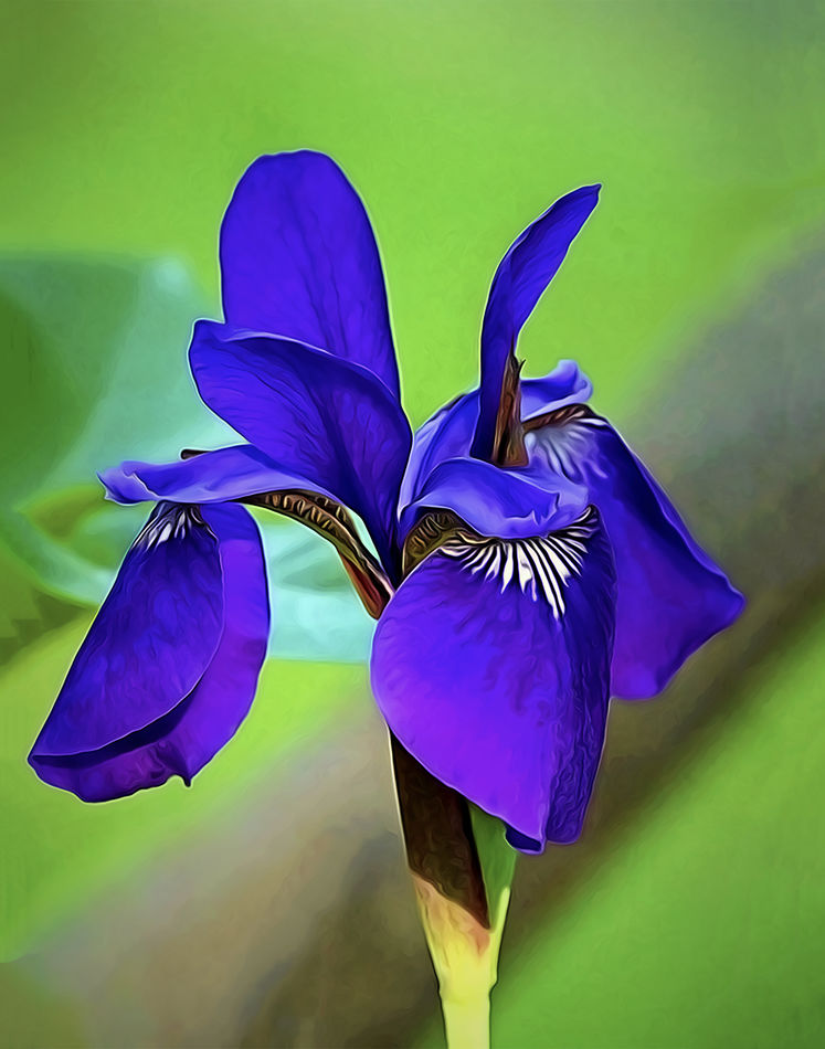Japanese iris...