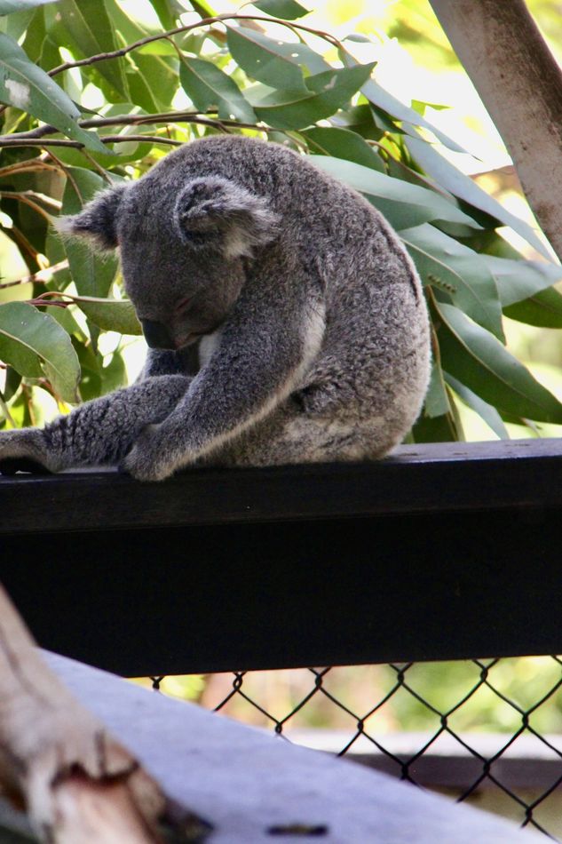 A koala’s ability to sleep anywhere, any time...