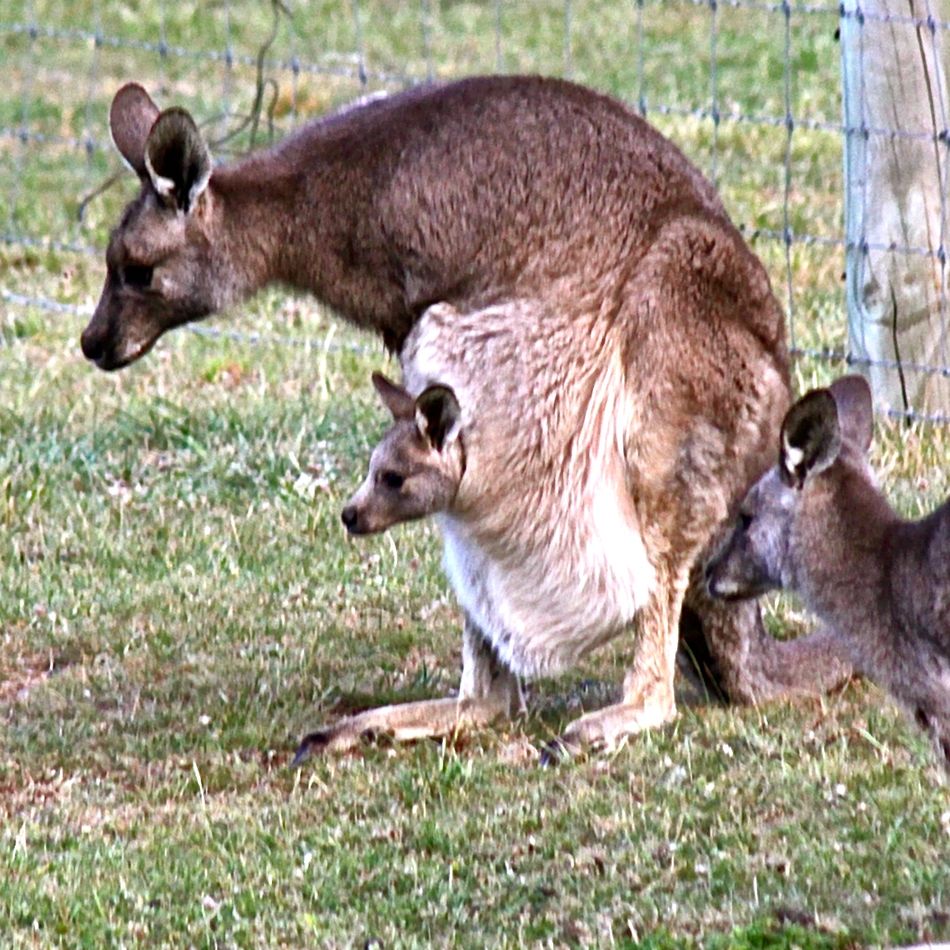 A Joey in mamas pouch …...