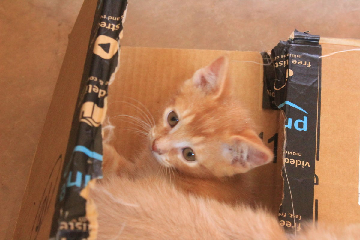 a box is every cat's dream home...