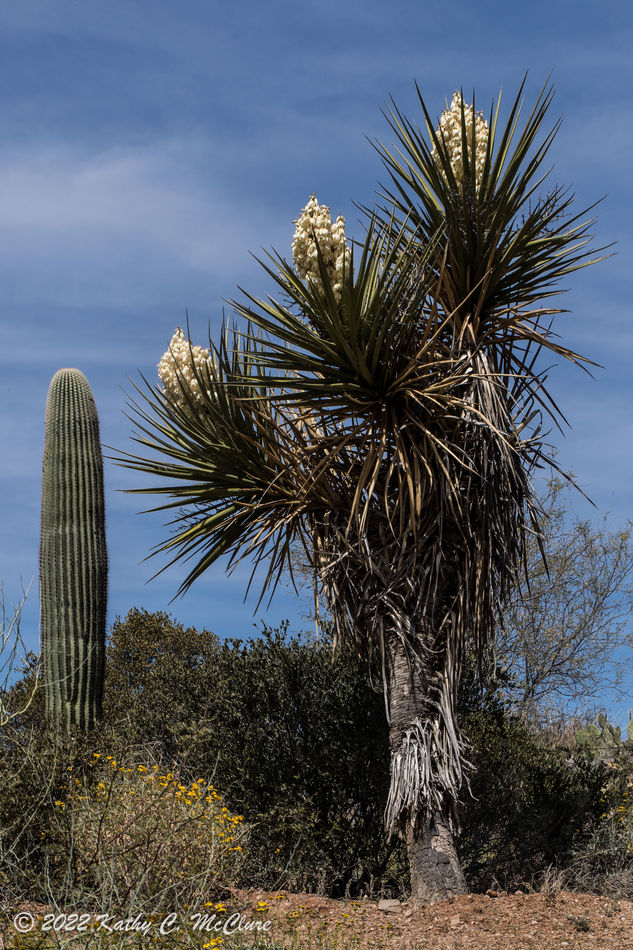 Yucca and Saguaro...
