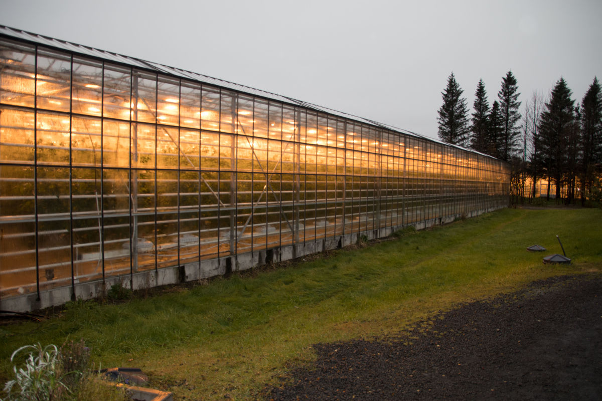 Exterior view of one of the greenhouses at Fridhei...
