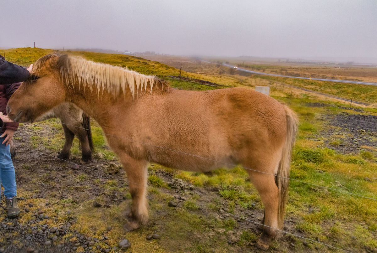 Icelandic horse.  I understand that Iceland does n...