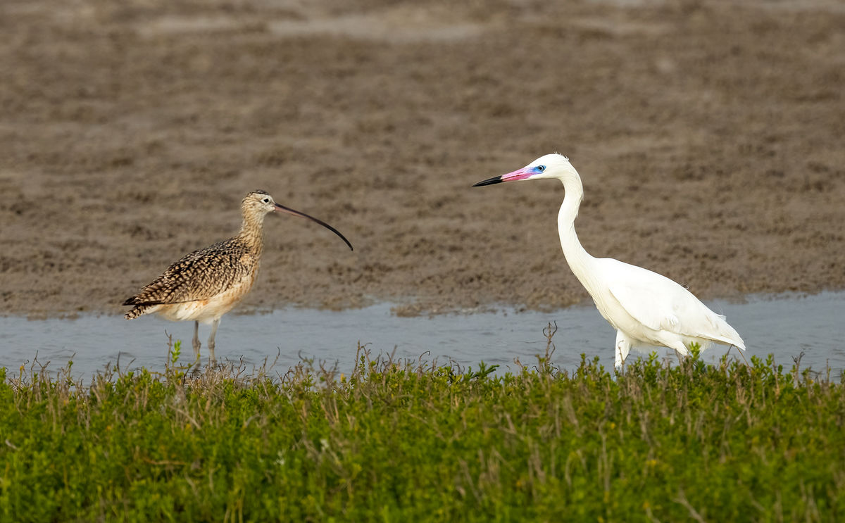 Reddish Egret (White Morph) and Long-billed Curlew...