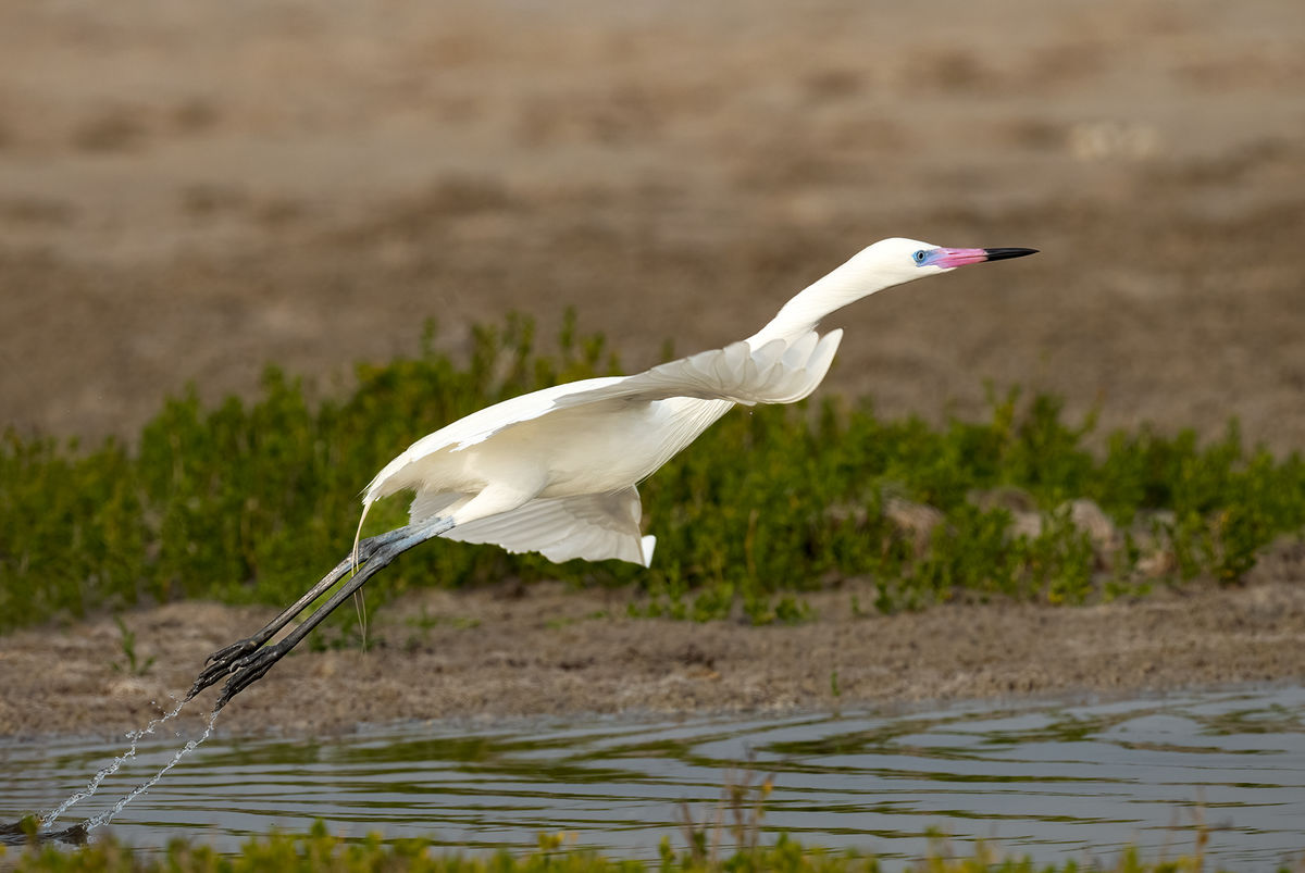 Reddish Egret (White Morph) Launch...