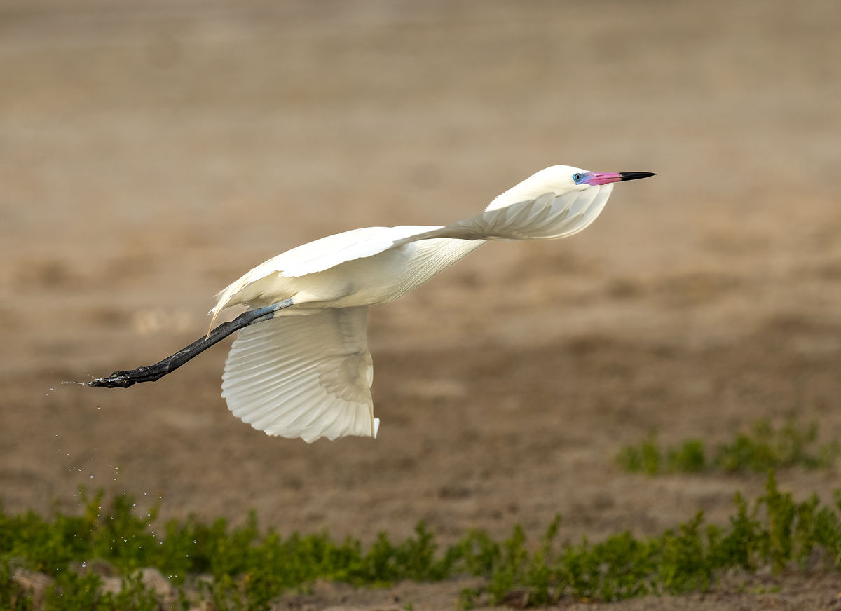 Reddish Egret (White Morph) Takeoff...